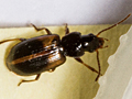 Acupalpus meridianus